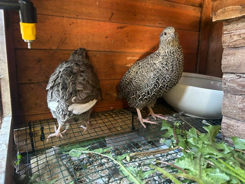 Japanse Kwartel hanen, Dieren en Toebehoren, Mannelijk, Overige soorten