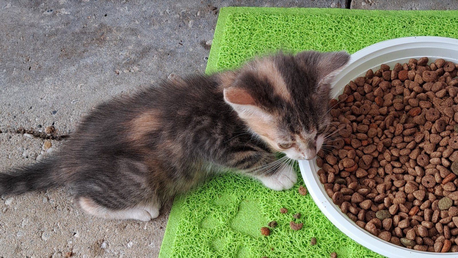 Lieve kittens zoeken liefdevolle huis €50-€150, Meerdere dieren, Ontwormd