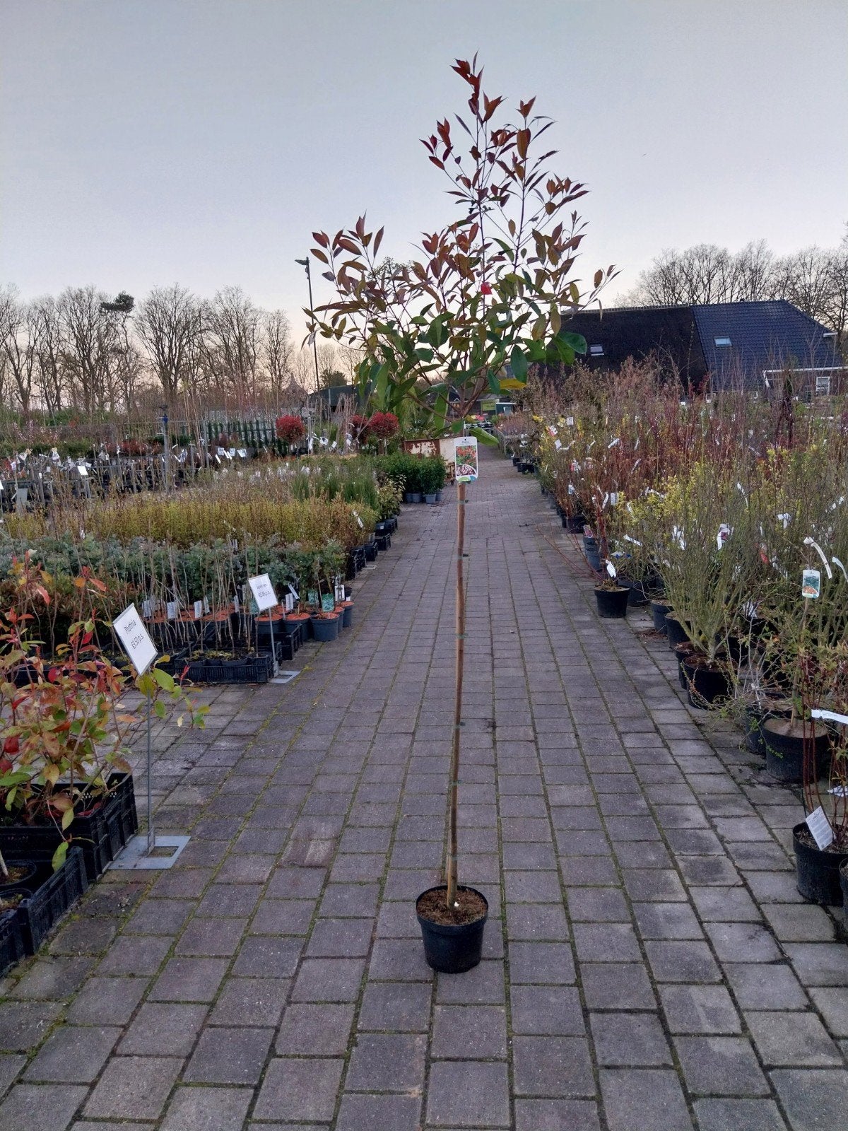 Photinia Red Robin op Stam - Glansmispel, Ophalen, Overige soorten