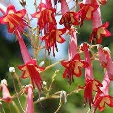 African queen, Tuin en Terras, Overige soorten, Volle zon, Vaste plant, Ophalen of Verzenden