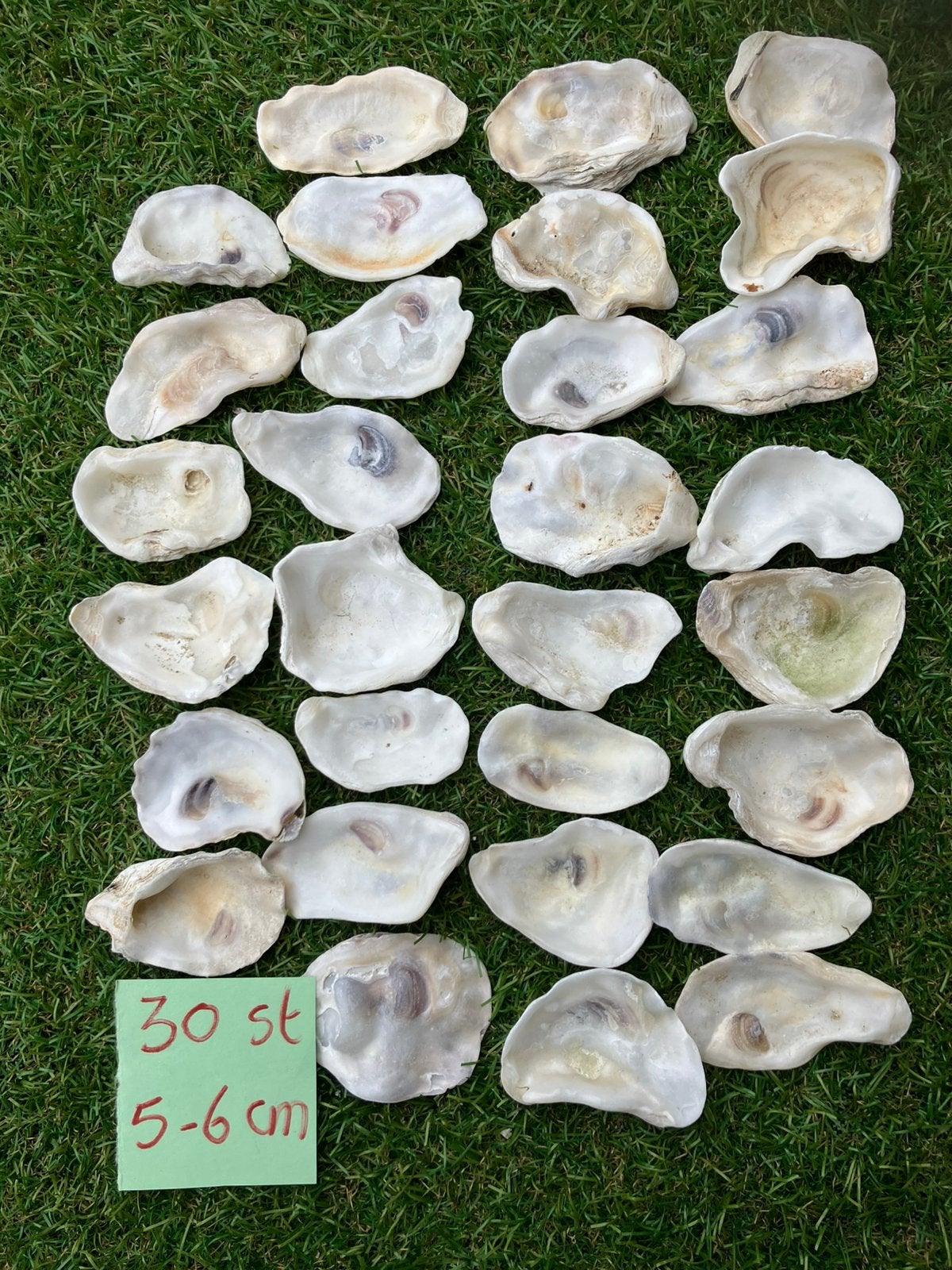 30 oesterschelpen klein 5-6 cm, Ophalen of Verzenden, Nieuw