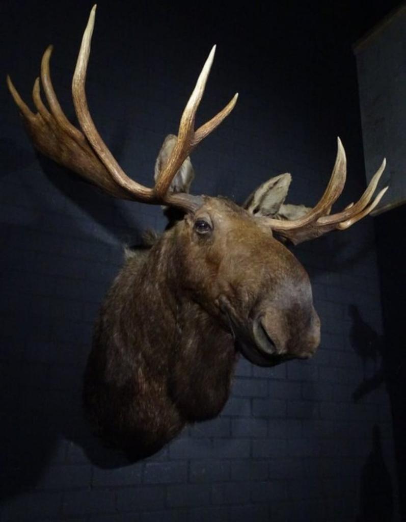 Canadezen Eland/ Elk/ Moose, Ophalen, Zo goed als nieuw