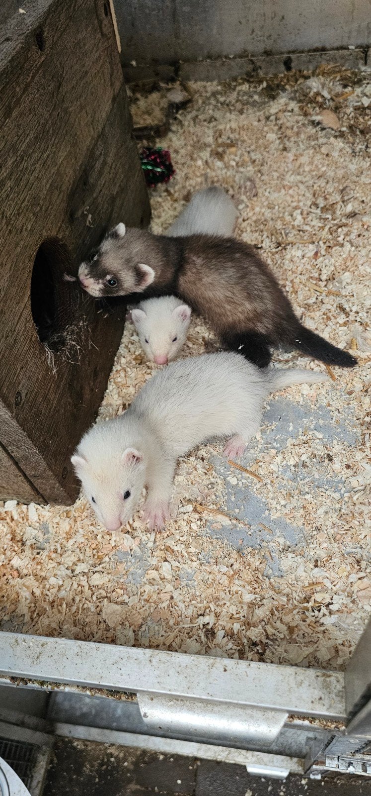 Jonge fretten, Dieren en Toebehoren, April, Meerdere dieren