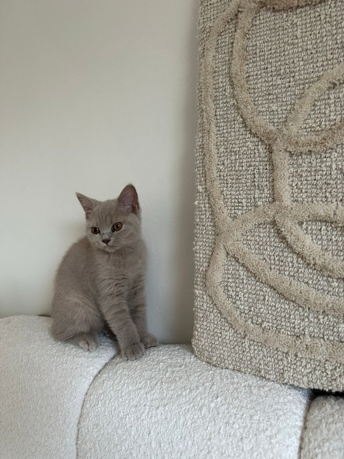 Lilac briste korthaar kitten zoekt een liefdevol huisje, Poes, Kortharig, 0 tot 2 jaar