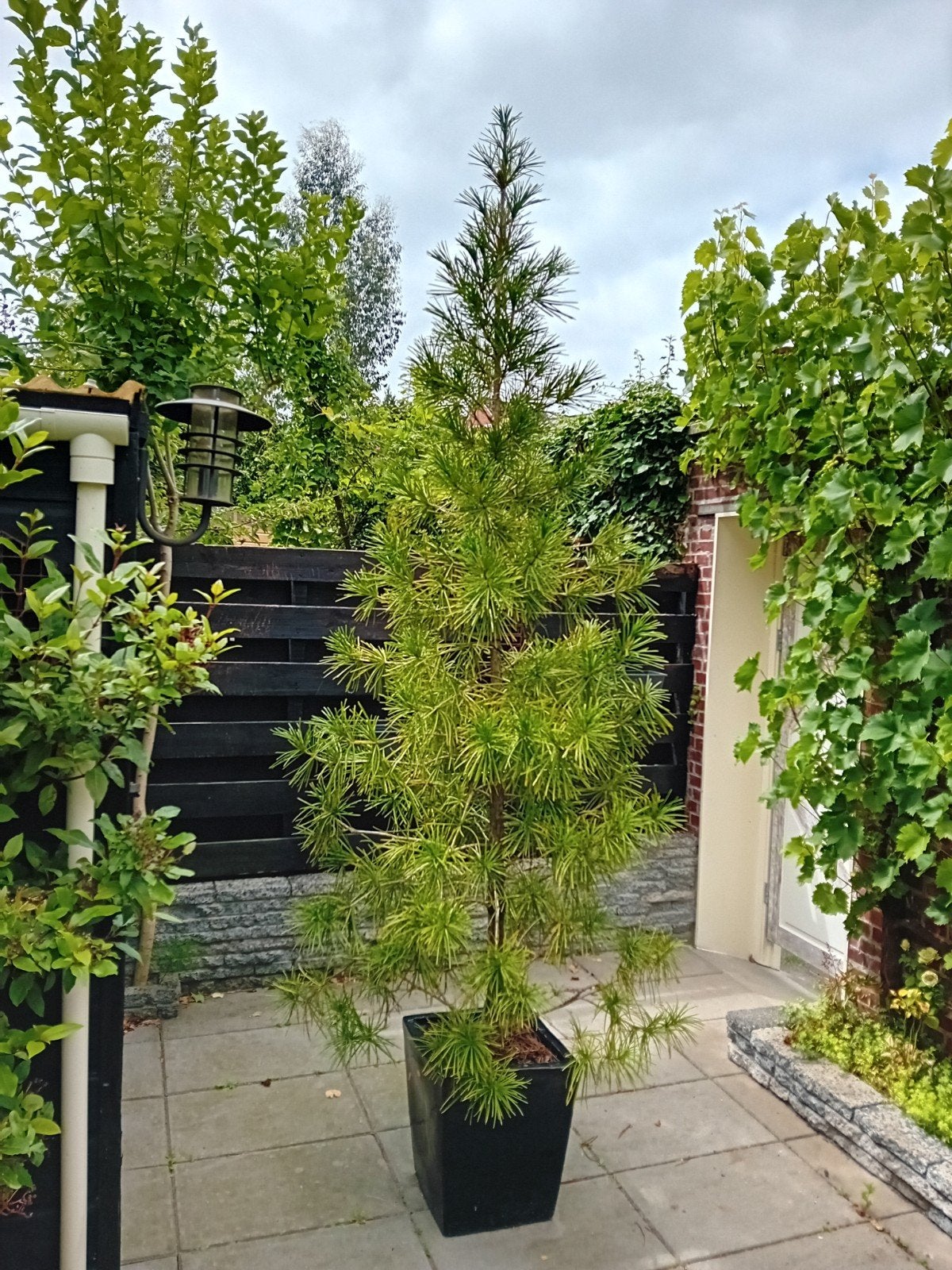Japanse parasolden, sciadopitys verticillata +/-230cm, Tuin en Terras, Planten | Bomen, Ophalen, Volle zon, Overige soorten