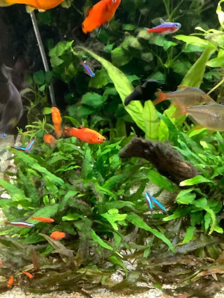 Platys en zwaarddragers, Vis, Zoetwatervis