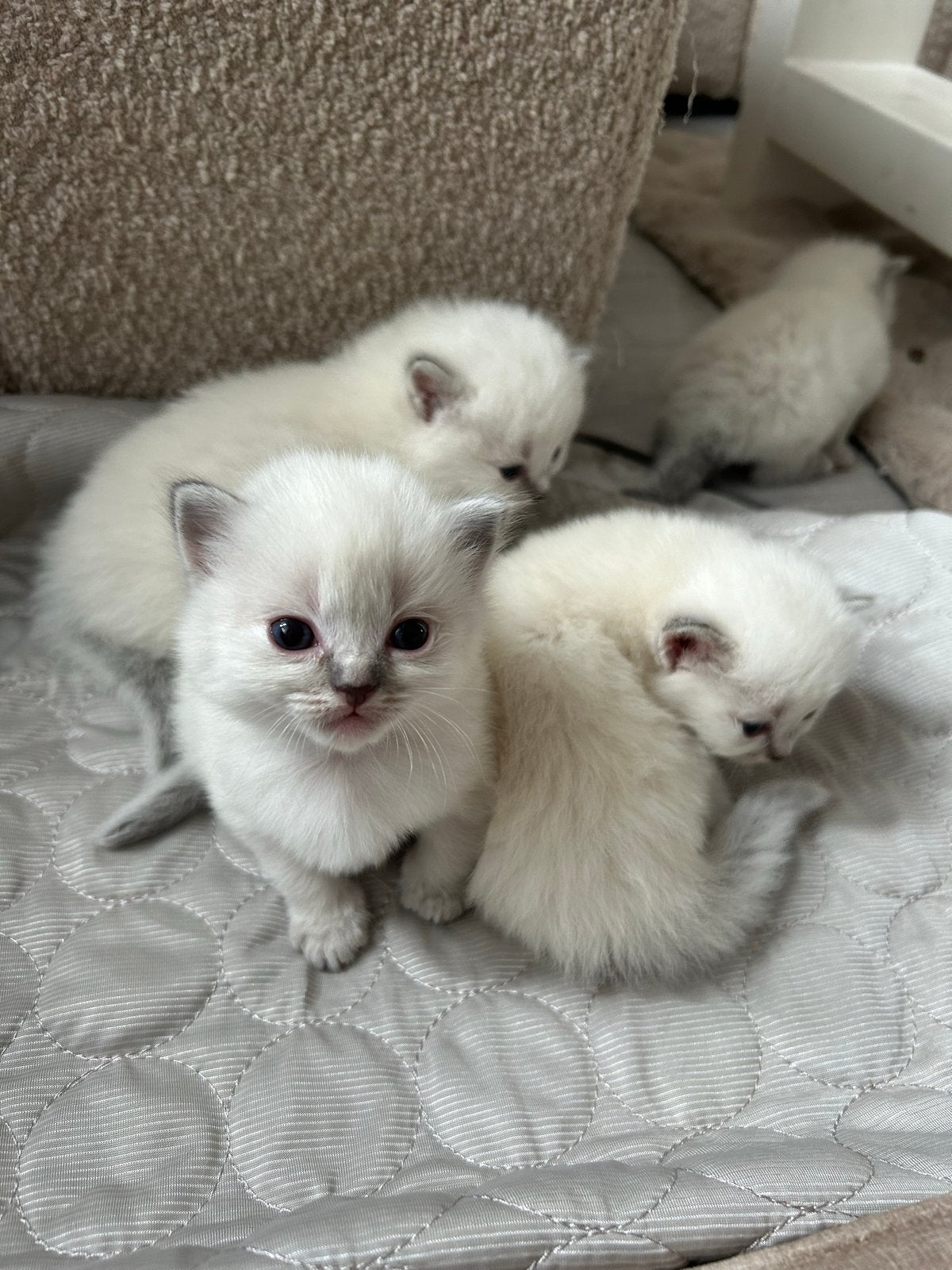 Prachtige Ragdoll kittens te koop, Meerdere dieren