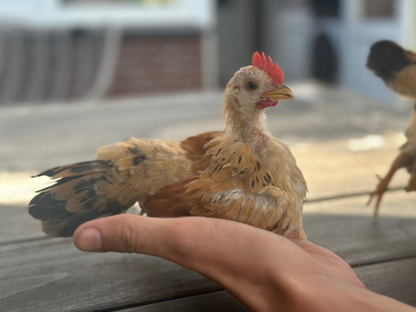 Serama haantje!, Dieren en Toebehoren, Pluimvee, Kip, Mannelijk