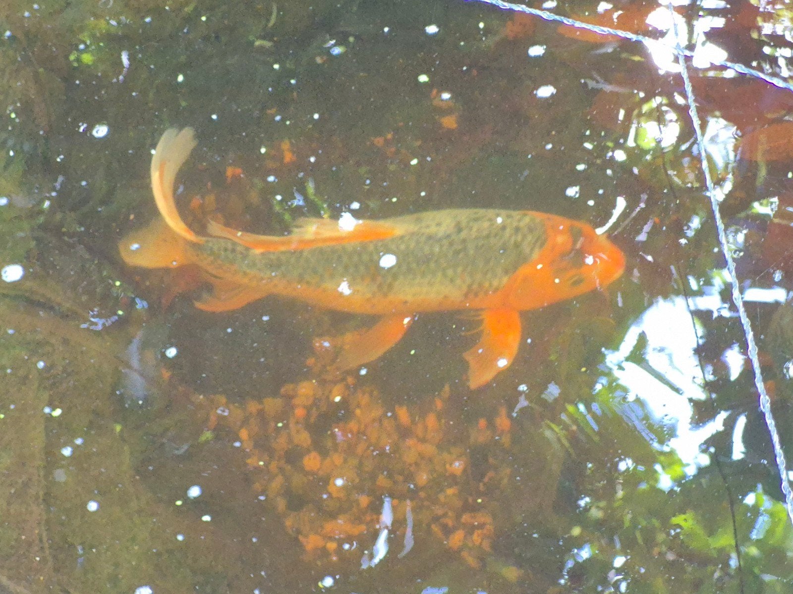 koi butterfly en goudwinde
