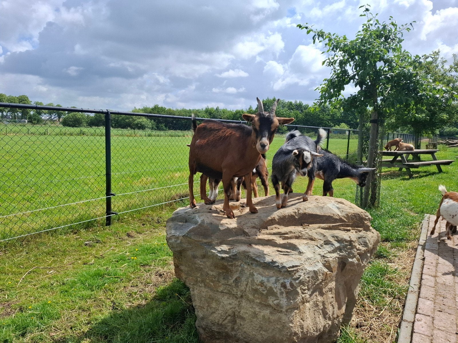 Dwerggeiten zoeken een nieuw huisje, Dieren en Toebehoren, Vrouwelijk, Geit