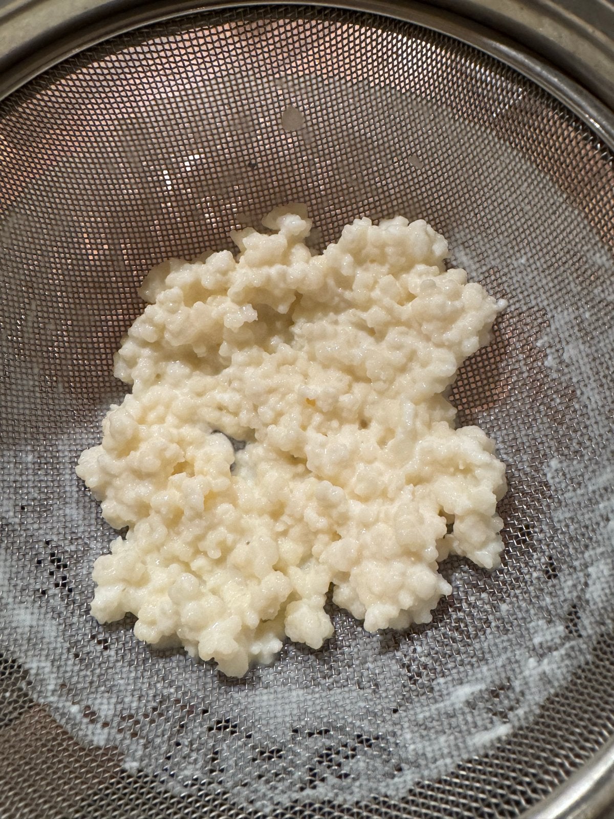 Melkkefir grains, Ophalen