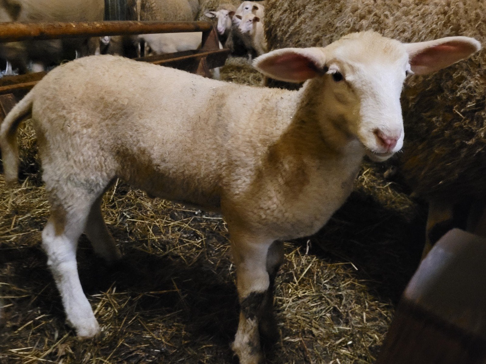 Gespeende lammeren, Dieren en Toebehoren, Meerdere dieren, Schaap
