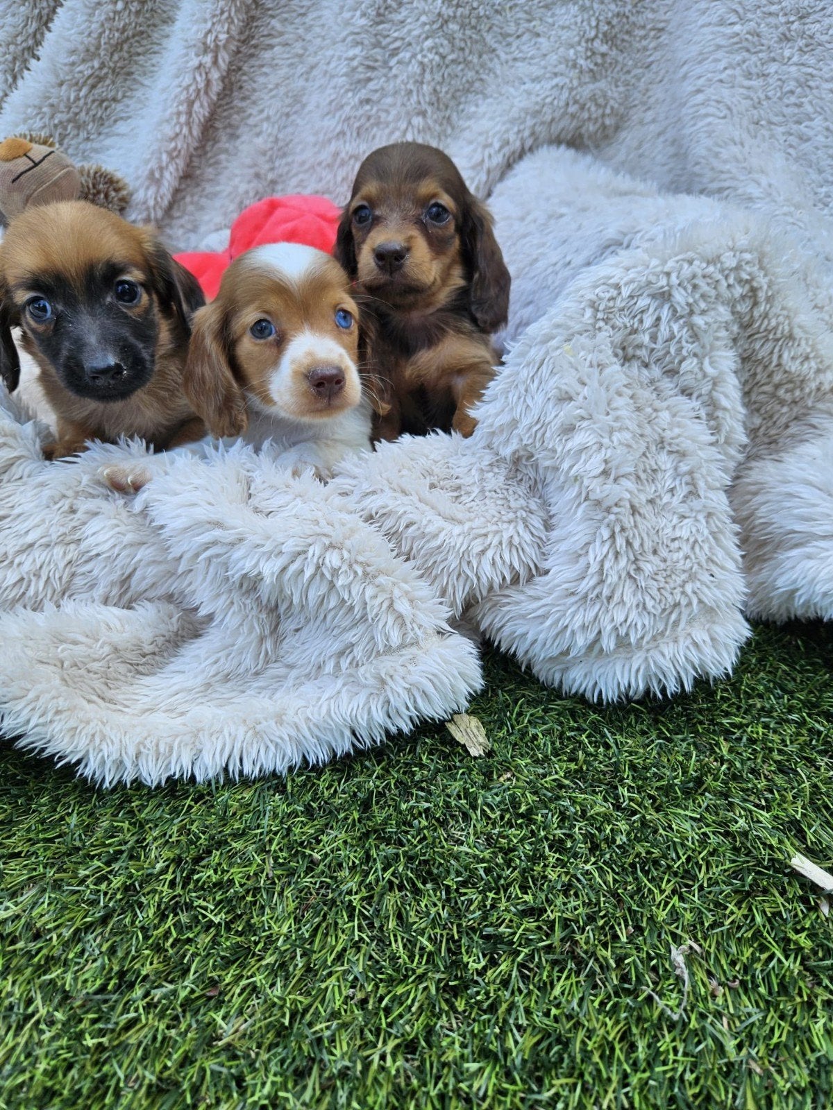 langharige dwerg teckel pups langhaar dwergteckel pups, 8 tot 15 weken, Dwerg, Meerdere, Meerdere dieren