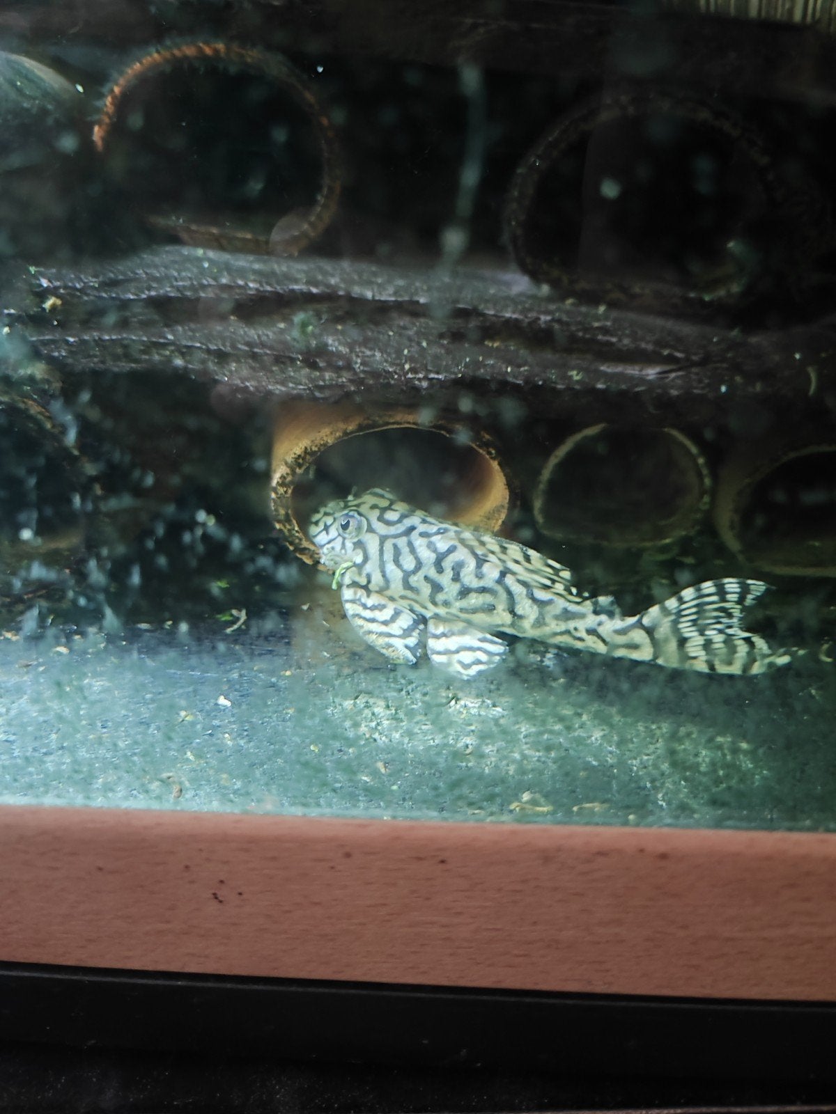 te koop 2xl236 sw, Dieren en Toebehoren, Vis