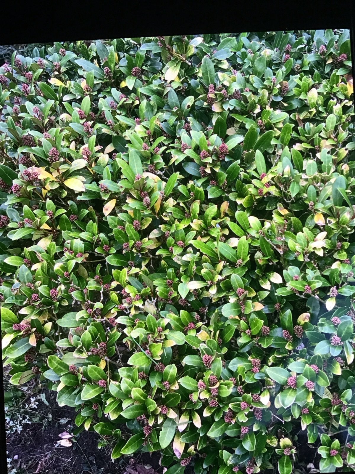 Grote groenblijvende plant - Skimmia Japonica, Vaste plant, Halfschaduw, Winter, Ophalen