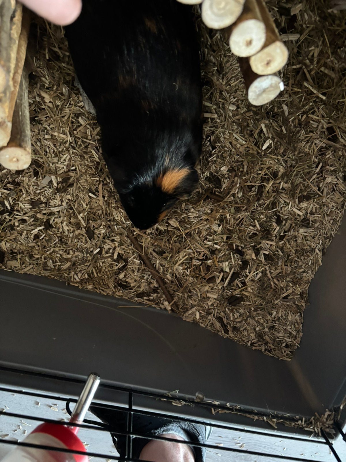 Mannetjes cavia’s., Dieren en Toebehoren, Knaagdieren, Juli, Mannelijk, Cavia