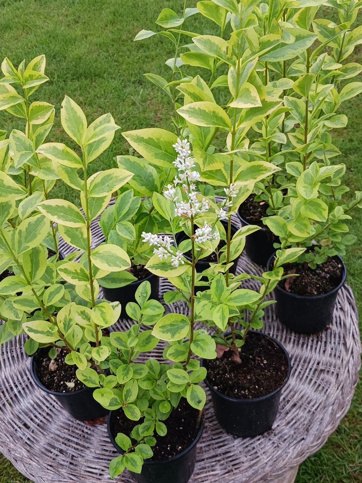 Bonte Liguster, Tuin en Terras, Planten | Struiken en Hagen, Ophalen, Liguster, Minder dan 100 cm