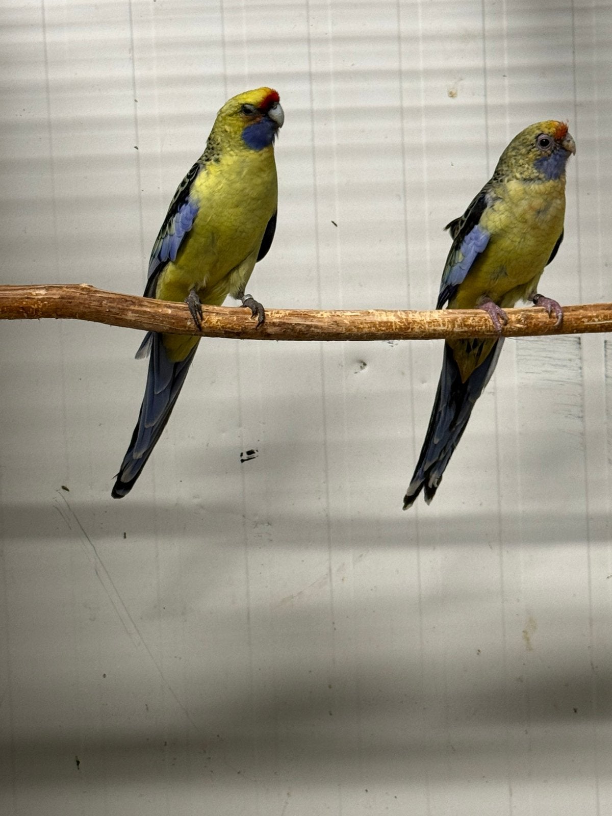 Diverse soorten vogels, Dieren en Toebehoren, Meerdere dieren, Parkiet, Tam