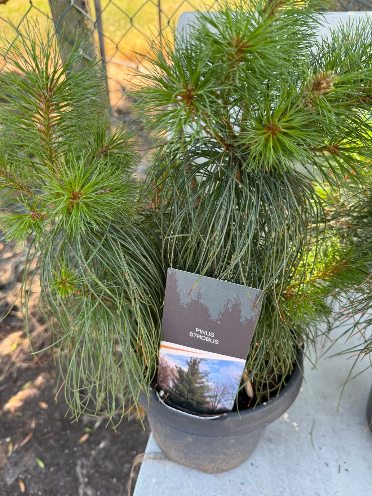 Pinus strobus  whymouthden hoog 25/30 langzaam groeiend, Bloeit niet, Overige soorten, Minder dan 100 cm, Ophalen