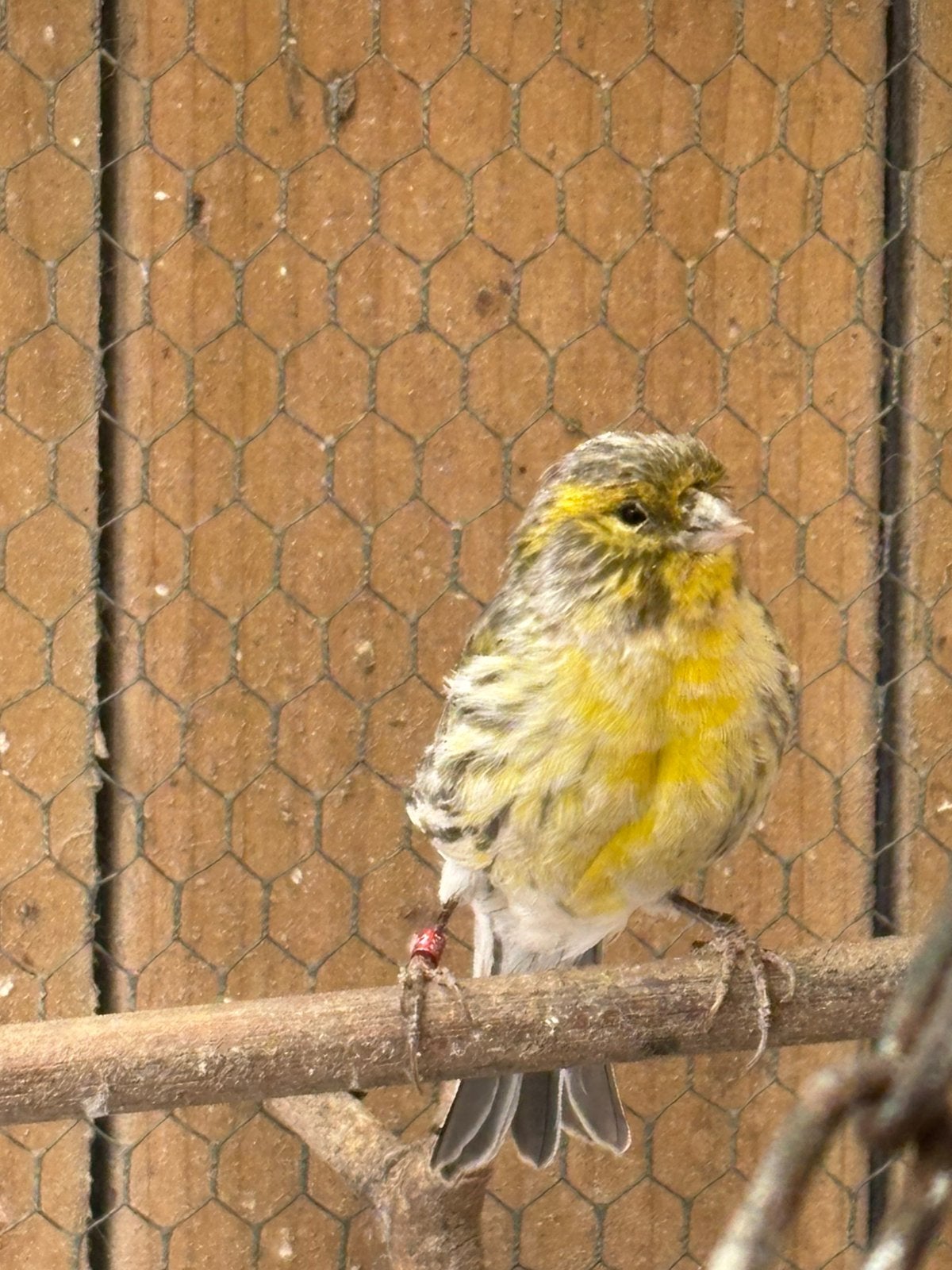 Te koop kanarieman., Dieren en Toebehoren, Vogels | Kanaries, Mannelijk, Kleurkanarie