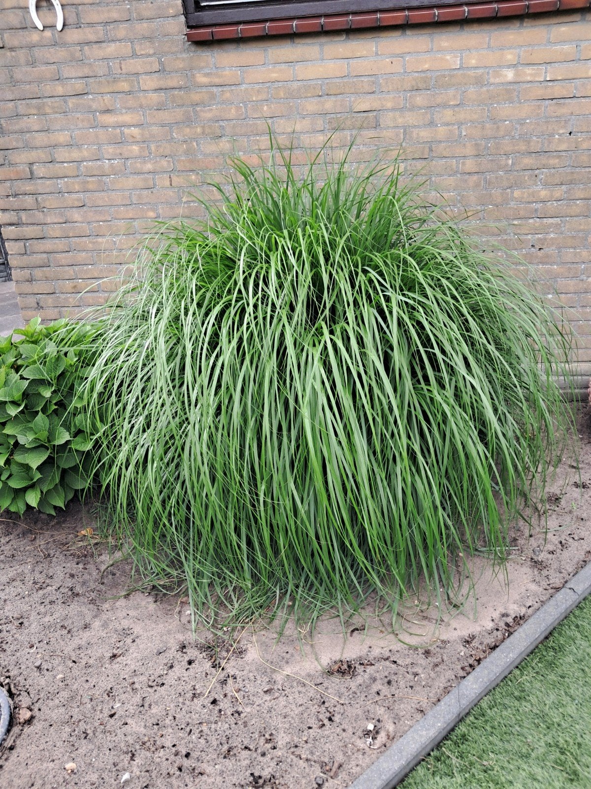 Gratis planten, Tuin en Terras, Planten | Tuinplanten, Vaste plant, Bloeit niet, Halfschaduw, Ophalen