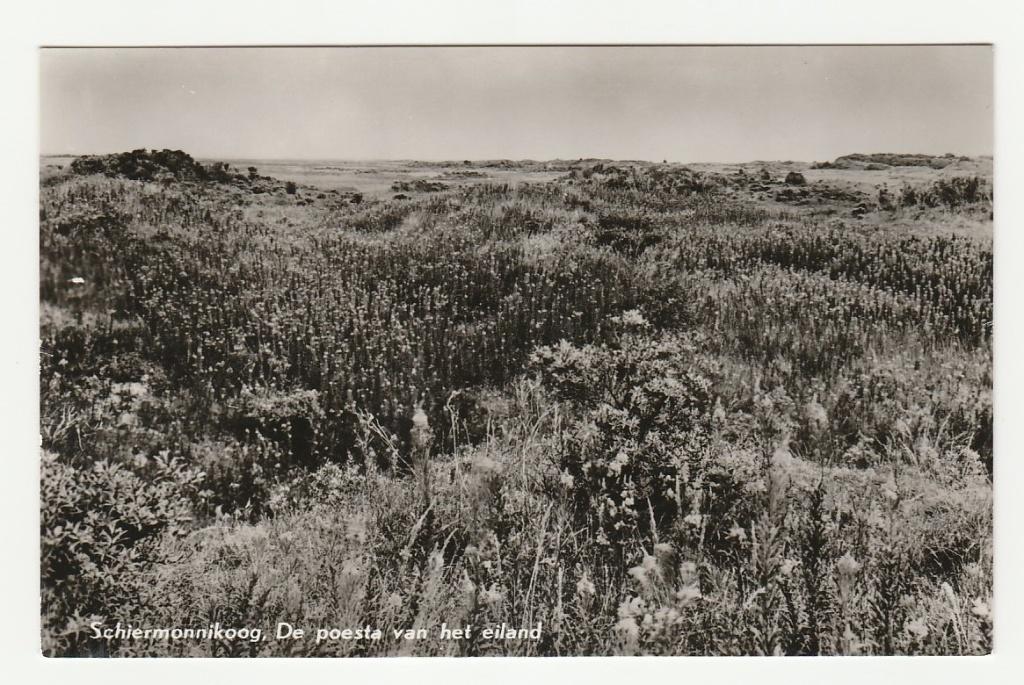 Schiermonnikoog - De poesta van het eiland, Verzenden, 1960 tot 1980, Ongelopen, Waddeneilanden