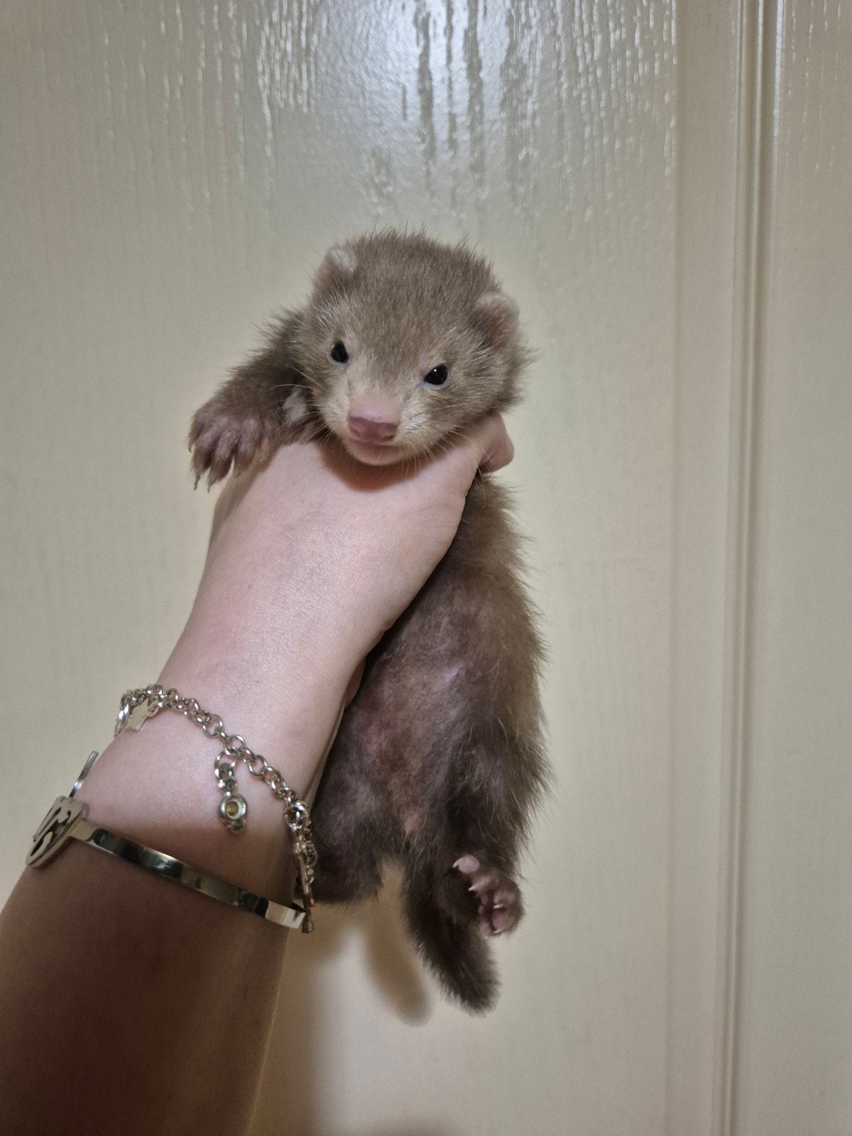 4 mooie lieve fretten moertjes
Pups, Dieren en Toebehoren, Overige Dieren, Mei, Vrouwelijk