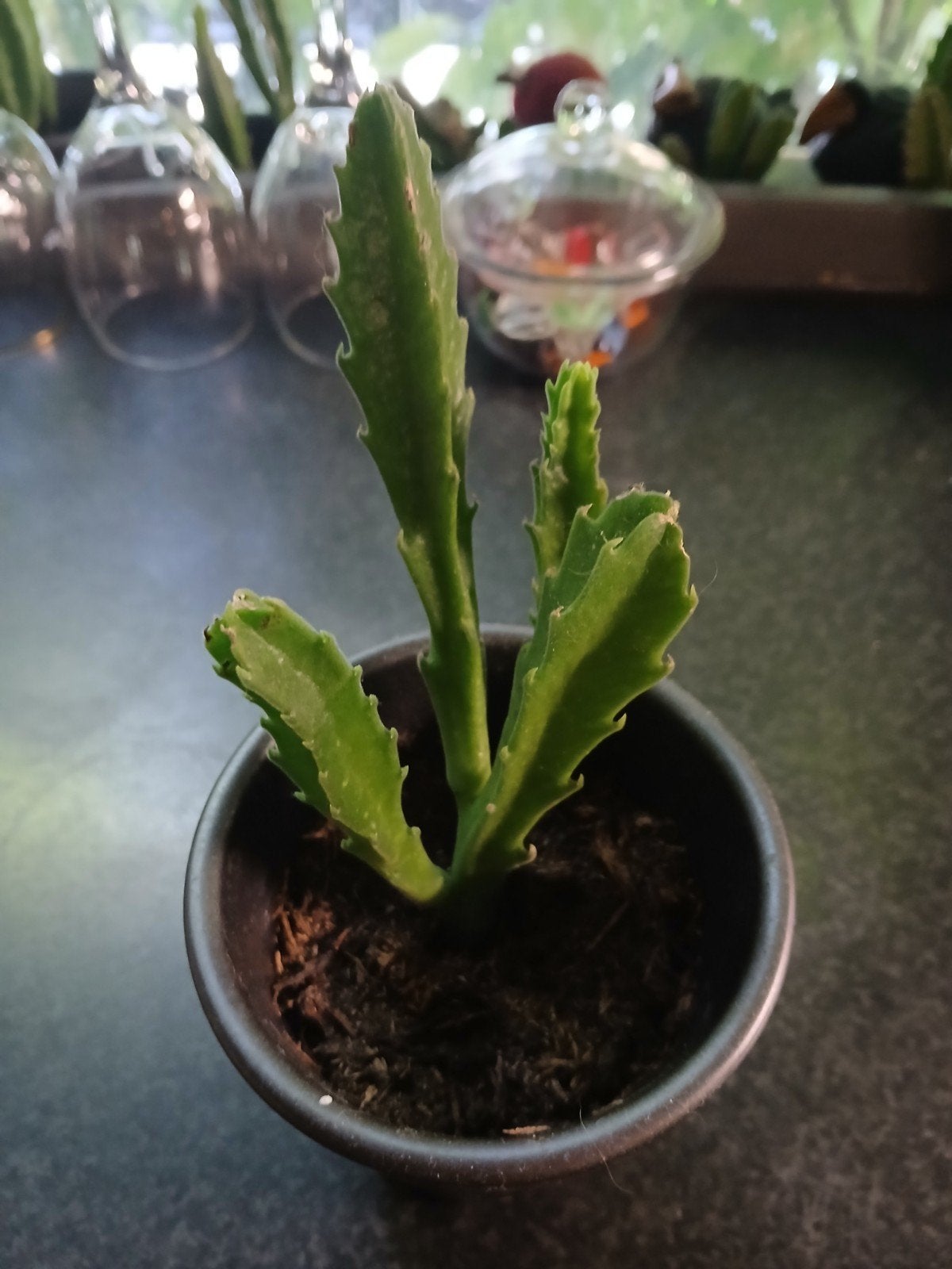 Stapelia gigantea - Unieke vetplant, Bloeiende kamerplant, Ophalen of Verzenden, Volle zon, Minder dan 100 cm