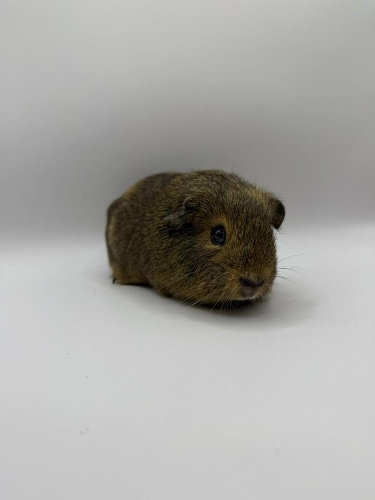 Te koop jonge cavia's beertjes mannetjes, Januari, Mannelijk, Cavia