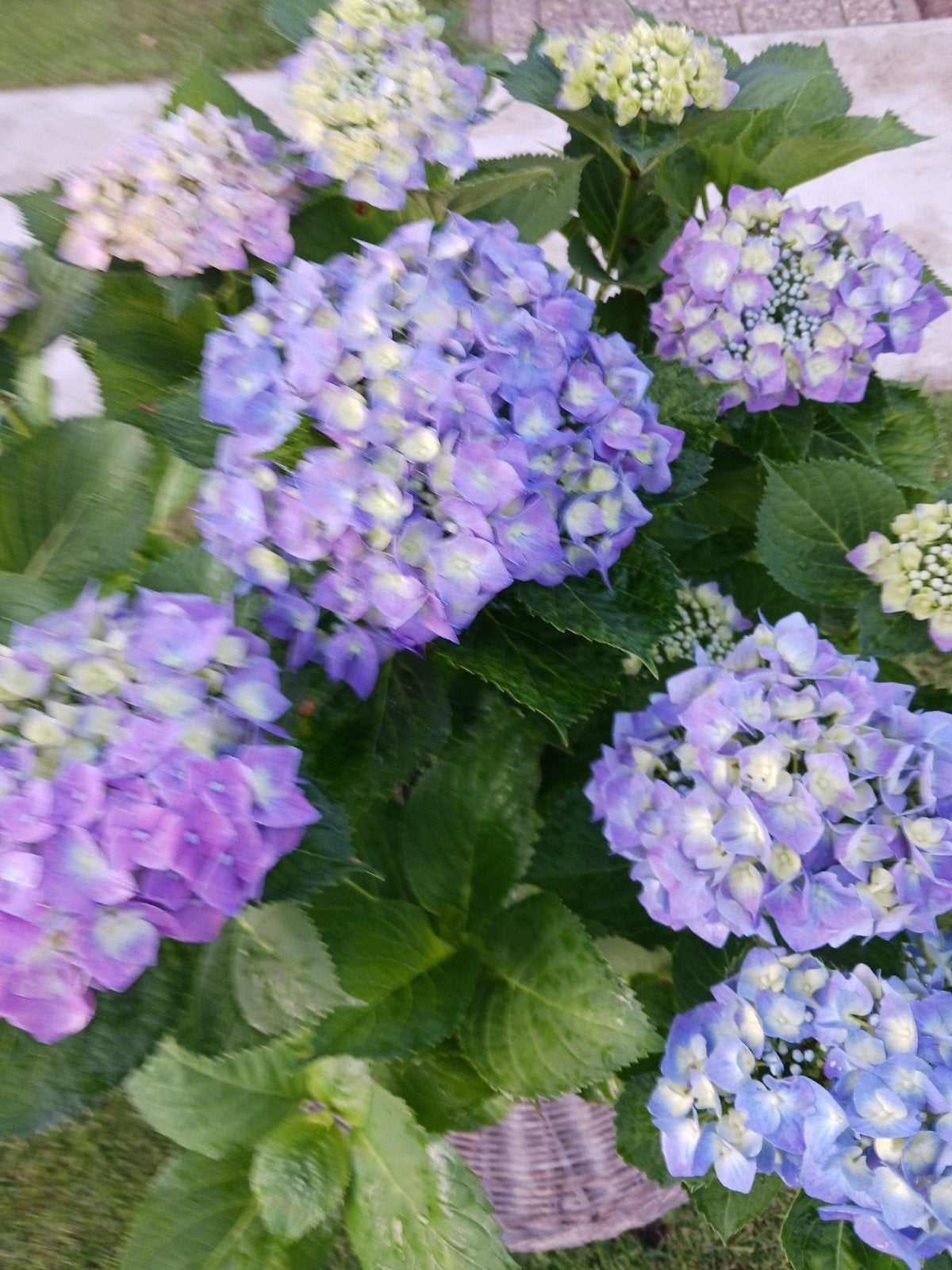 Winterharde tuinhortensia's, Ophalen, Volle zon