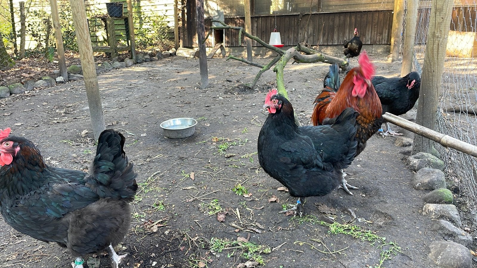 Jonge Marans hennen en hanen, Dieren en Toebehoren, Pluimvee, Meerdere dieren, Kip