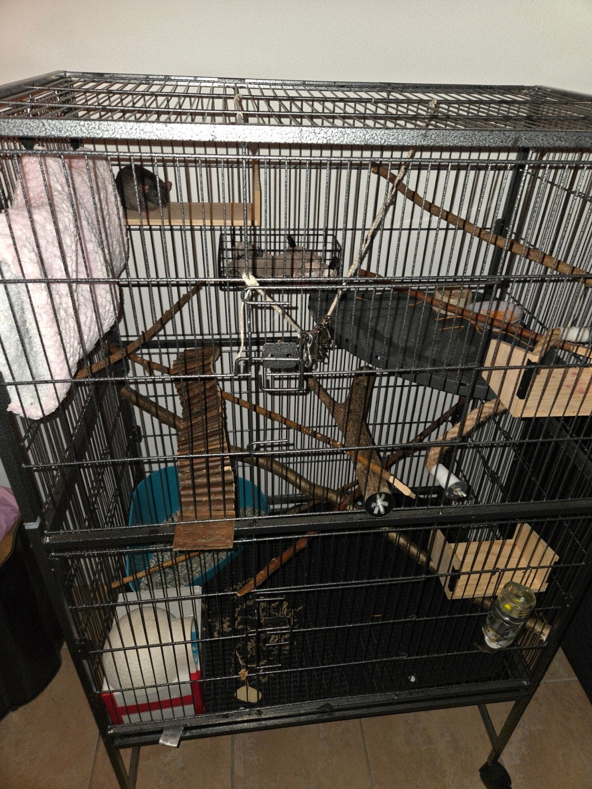 3 dombo ratjes  mannen, Dieren en Toebehoren, Vogels | Hokken en Kooien, Ophalen of Verzenden, Metaal, Vogelkooi