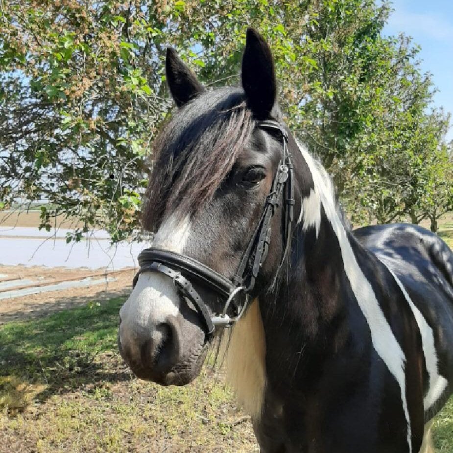 Tinker merrie, Dieren en Toebehoren, Paarden, Merrie, Minder dan 160 cm, Recreatiepaard, 11 jaar of ouder