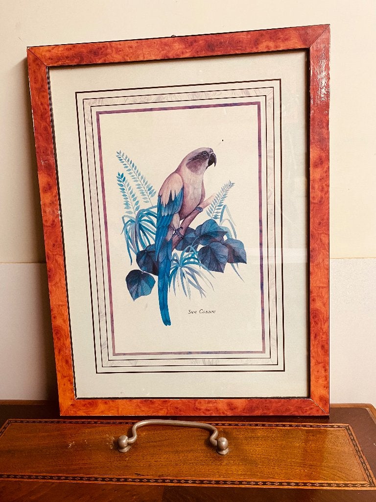 Vintage Papegaai Print - Sun Conure, Ophalen of Verzenden, Gebruikt, Minder dan 50 cm, Print