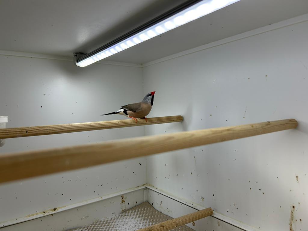 Spitsstaart amadine pop, Dieren en Toebehoren, Vrouwelijk