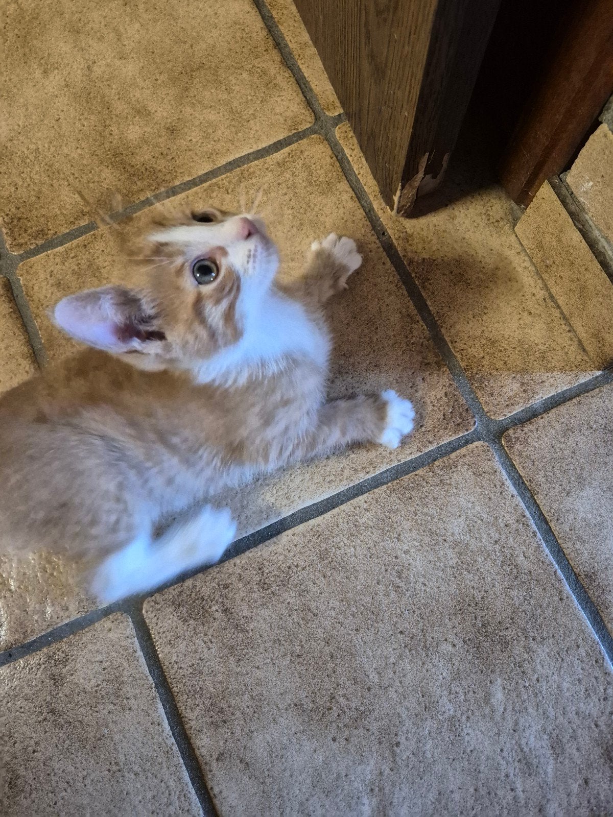 1 lieve tamme kitten katertje, Dieren en Toebehoren, Meerdere dieren, Kortharig, 0 tot 2 jaar