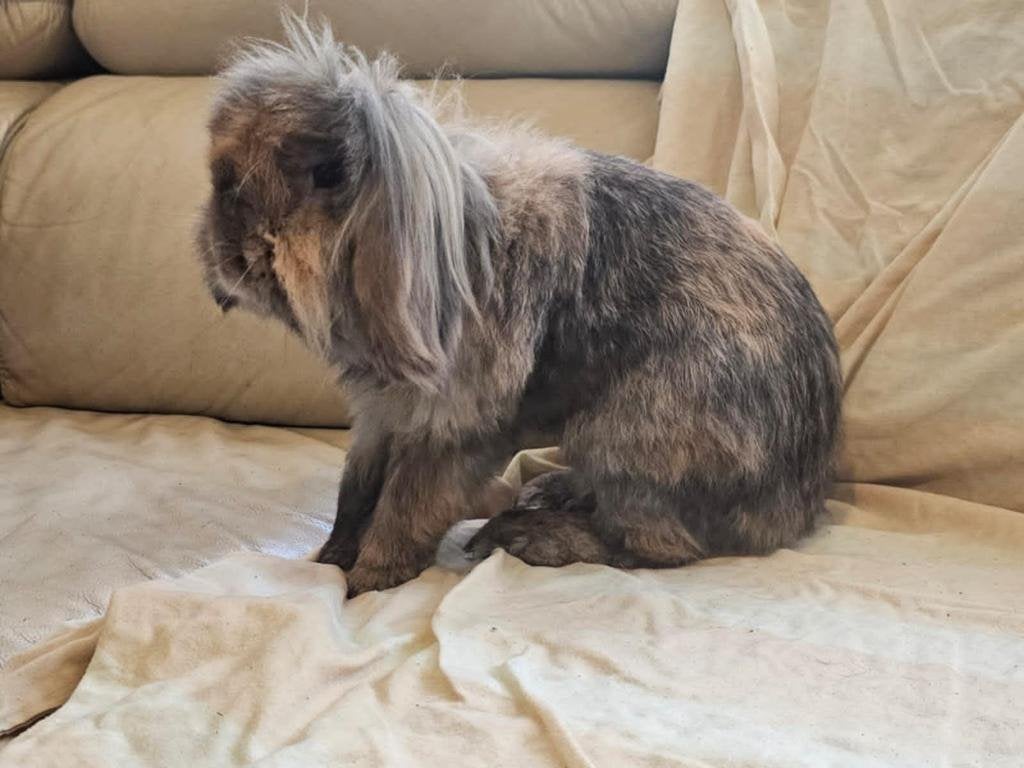 Baardkonijn, Vrouwelijk, Middelgroot, Hangoor, 3 tot 5 jaar