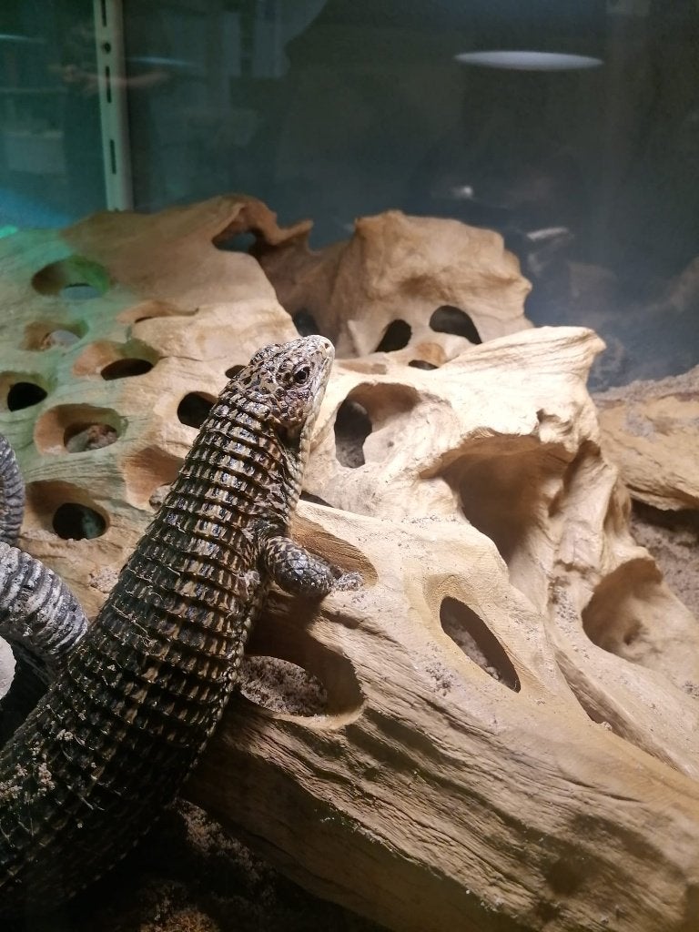 Soedanese Schildhagedis Broadleysaurus (Gerrhosaurus) major, Hagedis, 11 jaar of ouder