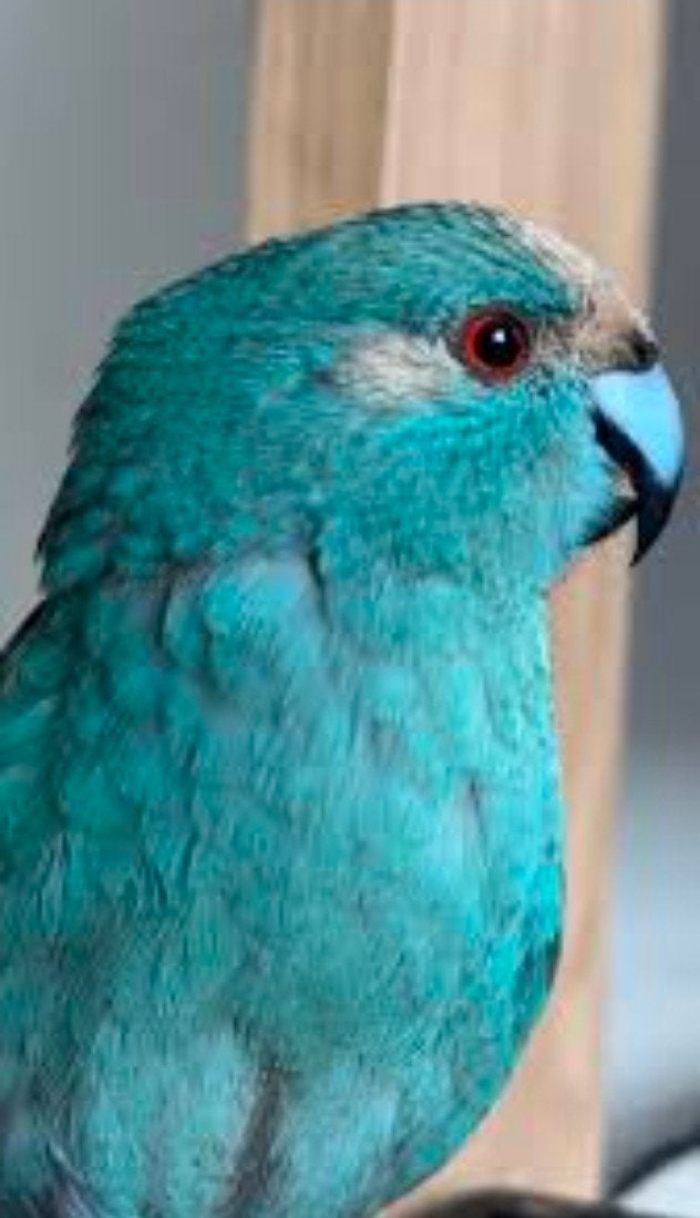 GEZOCHT: koppel blauwe kakariki's, Meerdere dieren, Parkiet, Geringd