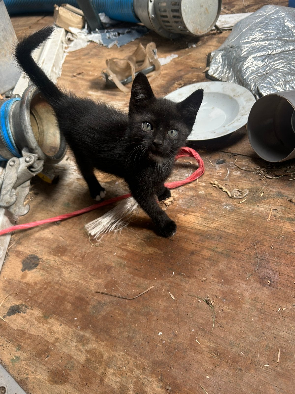 3 jonge kittens, Dieren en Toebehoren, Katten en Kittens | Overige Katten, Meerdere dieren