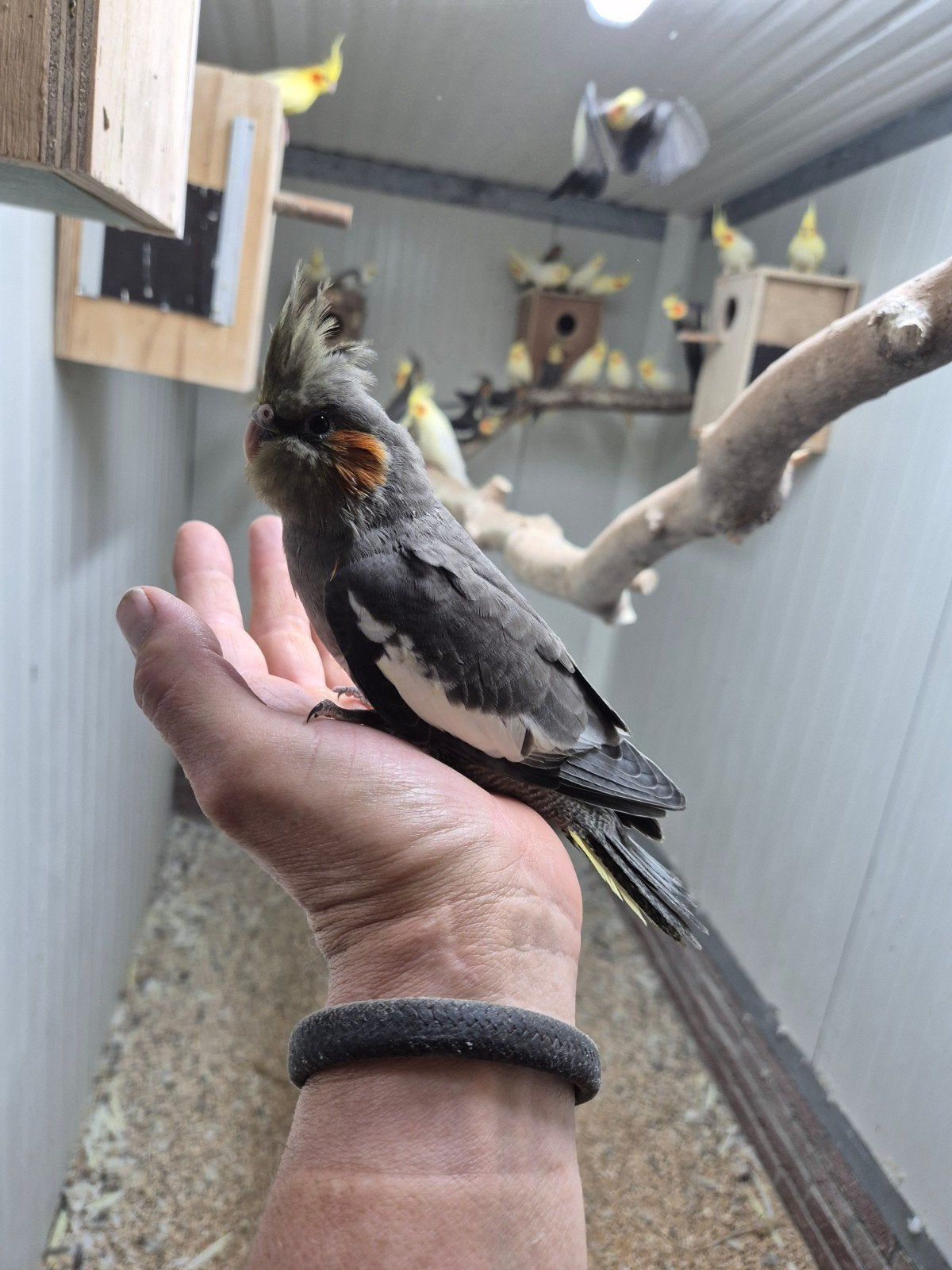 jonge valkparkieten, Dieren en Toebehoren