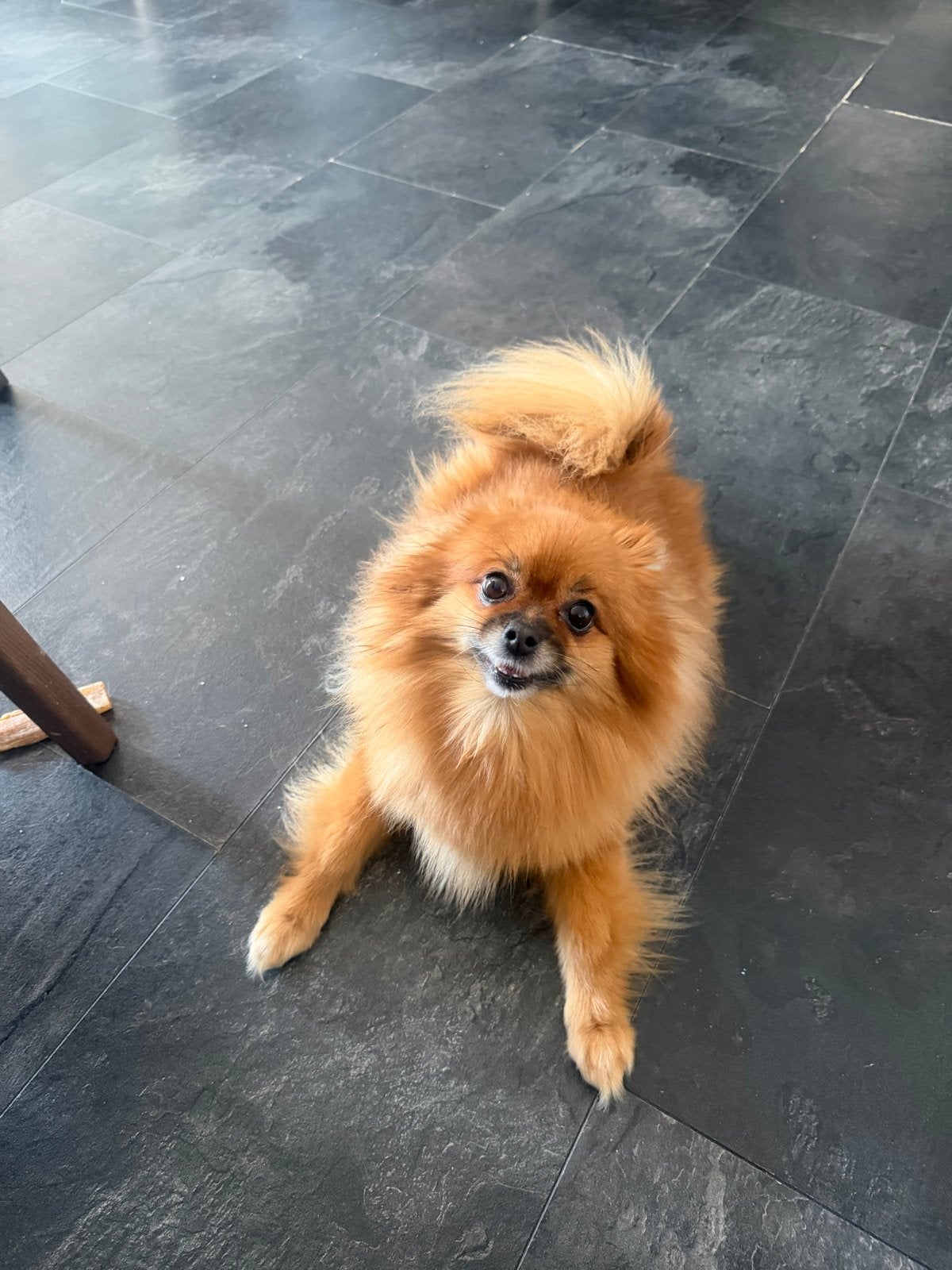 pomeriaan zoekt nieuw huisje, Teef, Eén hond, Klein, 3 tot 5 jaar