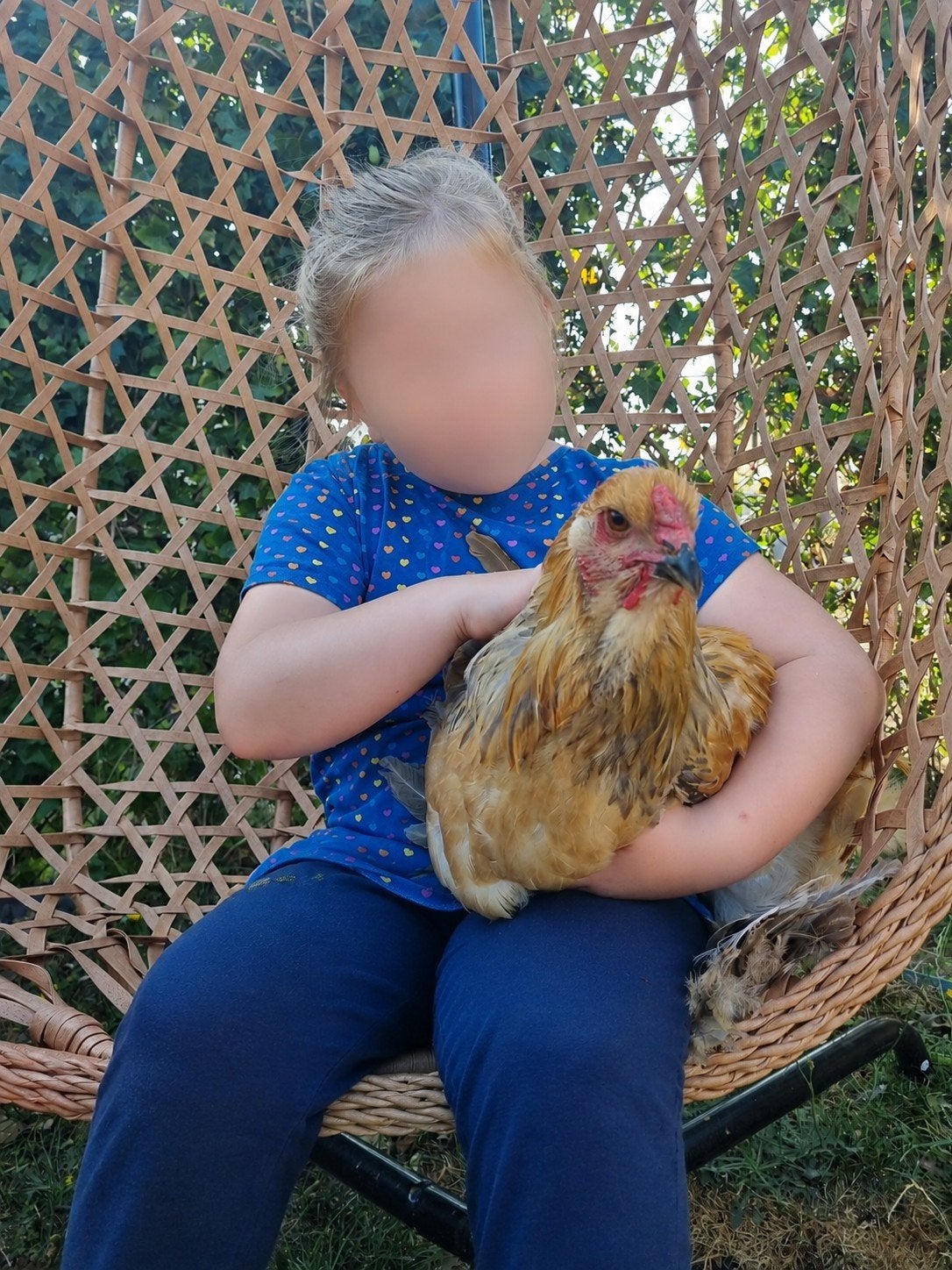 brahma haan, Mannelijk, Kip