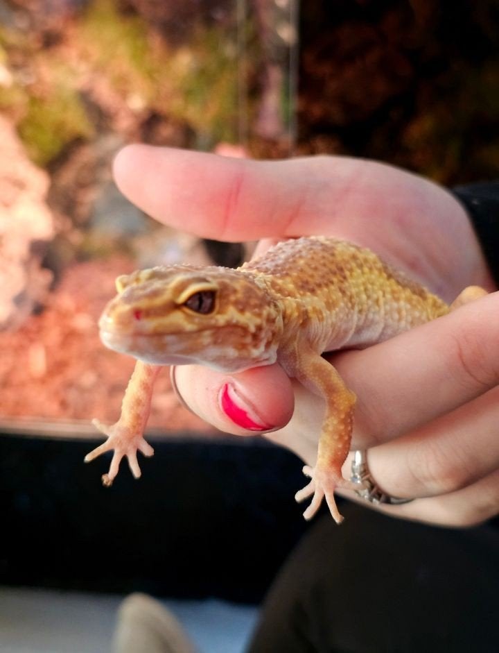 Luipaardgekko incl terrarium Leopard Gecko photo 3