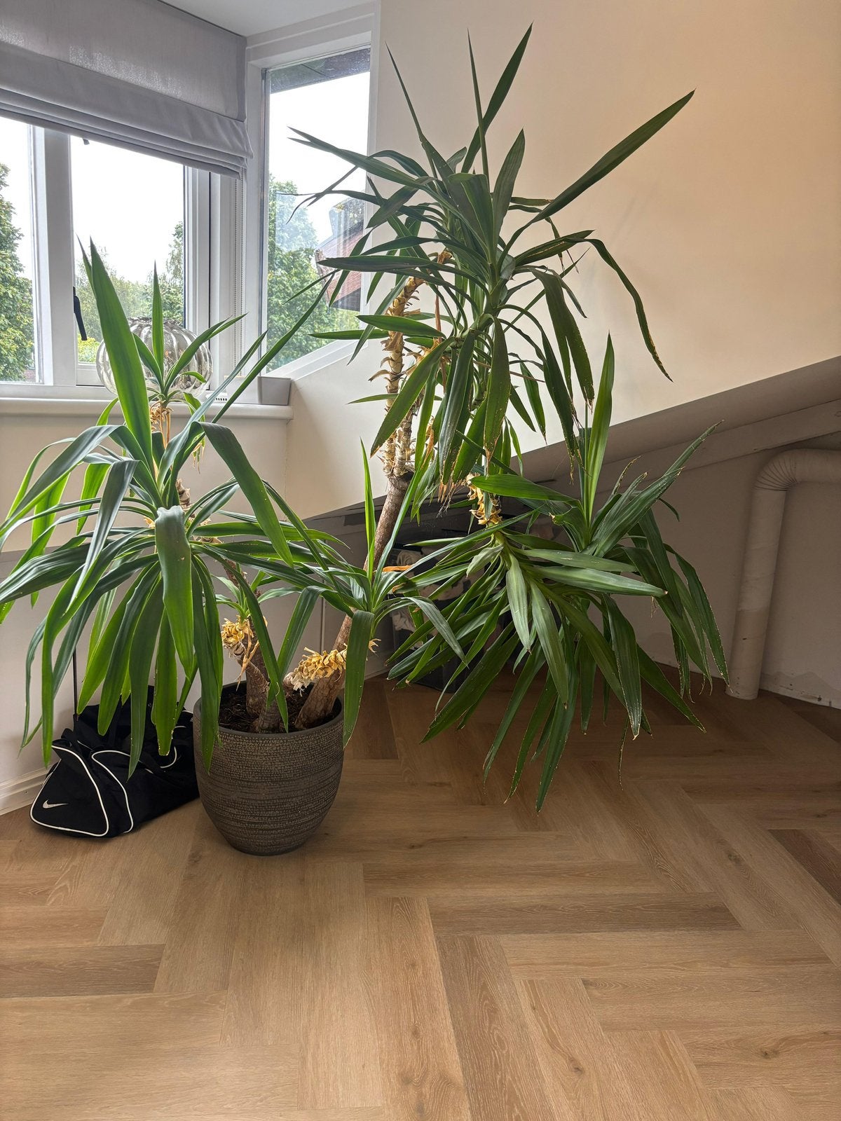 Grote Yucca plant, Huis en Inrichting, Kamerplanten, Ophalen, Halfschaduw, Minder dan 100 cm