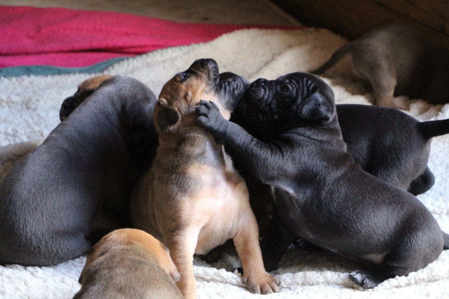 Mooie gezonde pups geboren op 29-06-2026, Parvo, 8 tot 15 weken, Meerdere, Meerdere dieren
