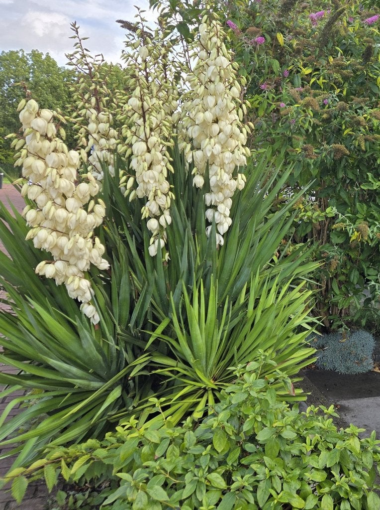 Grote Yucca-stekken –groeien snel uit tot prachtige planten!, Tuin en Terras, Vaste plant, Halfschaduw, Zomer, Ophalen