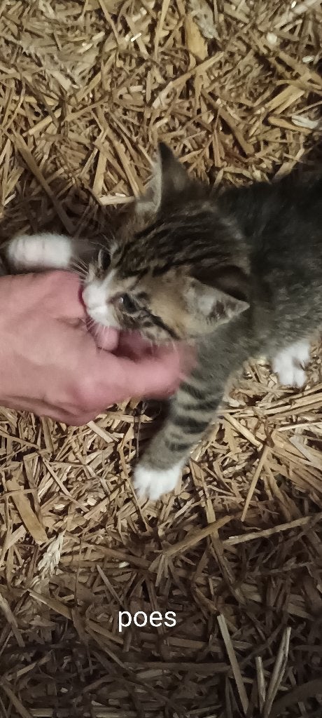 kittens, Dieren en Toebehoren, Meerdere dieren, Kortharig, 0 tot 2 jaar