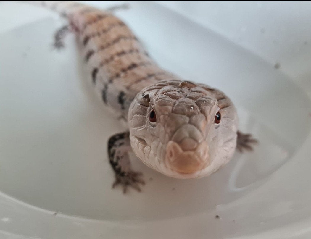 Tiliqua gigas evanescens Blue Tongue Skink - male for sale from F