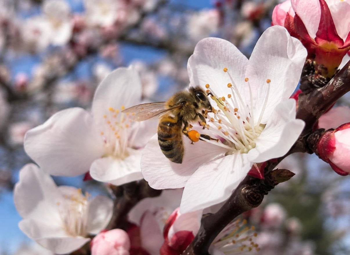 Heerlijke appel- en perenbloesemhoning, Ophalen of Verzenden